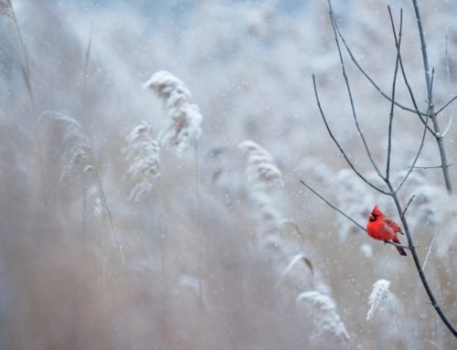 HERE SOME SMART TIPS TO CREATE A WINTER FEEDING HABITAT