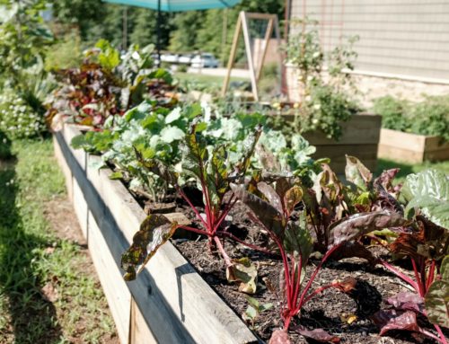 THE ORGANIC GARDENING IDEAS OF THE ECO-CONSCIOUS HOMEOWNER WILL LOVE