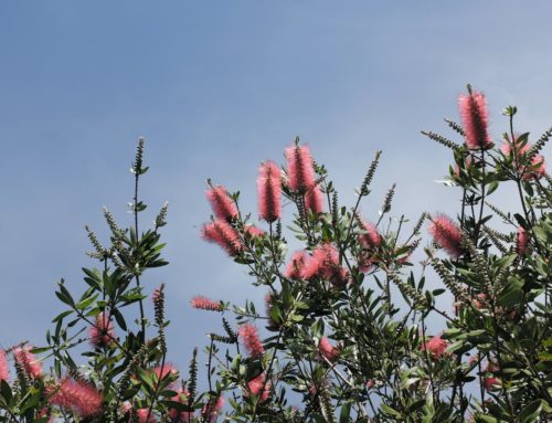 THESE ARE THE BENEFITS OF USING NATIVE PLANTS IN THE NORTHEAST